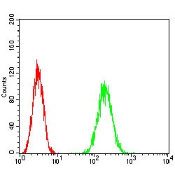 Hypoxanthine Phosphoribosyltransferase 1 (HPRT1) Antibody