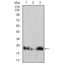 Hypoxanthine Phosphoribosyltransferase 1 (HPRT1) Antibody