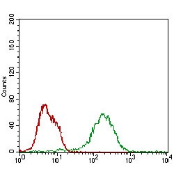 Bcl2-Associated Agonist Of Cell Death (BAD) Antibody