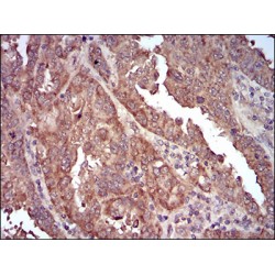 Caveolin-2 (CAV2) Antibody