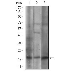 Caveolin-2 (CAV2) Antibody