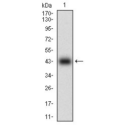 Caveolin-2 (CAV2) Antibody