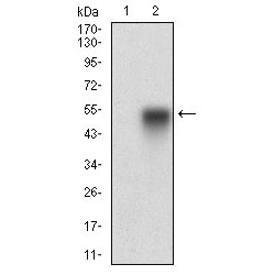 Caveolin-2 (CAV2) Antibody