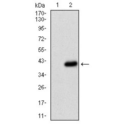 Platelet Glycoprotein 4 (CD36) Antibody