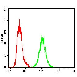 X-Ray Repair Cross-Complementing Protein 6 (XRCC6) Antibody