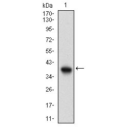 Phosphatidylinositol 4,5-Bisphosphate 3-Kinase Catalytic Subunit Gamma Isoform (PIK3CG) Antibody