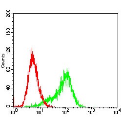 Ribosomal Protein S6 Kinase Alpha-2 (RPS6KA2) Antibody