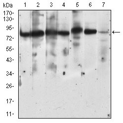 Ribosomal Protein S6 Kinase Alpha-2 (RPS6KA2) Antibody