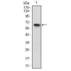 Ribosomal Protein S6 Kinase Alpha-2 (RPS6KA2) Antibody