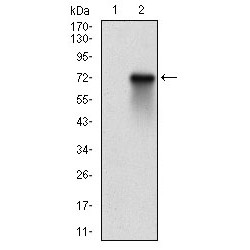 Ribosomal Protein S6 Kinase Alpha-2 (RPS6KA2) Antibody