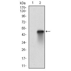 Heat Shock Factor Protein 1 (HSF1) Antibody