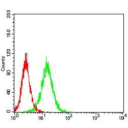 Vitronectin (VTN) Antibody