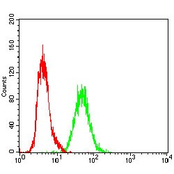 Rap1 GTPase-Activating Protein 1 (RAP1GAP) Antibody