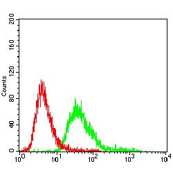 Alpha-1-Antichymotrypsin (SERPINA3) Antibody