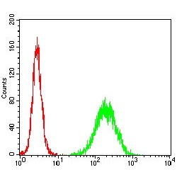 T-Cell Leukemia/lymphoma Protein 1A (TCL1A) Antibody