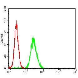 Wiskott-Aldrich Syndrome Protein (WAS) Antibody