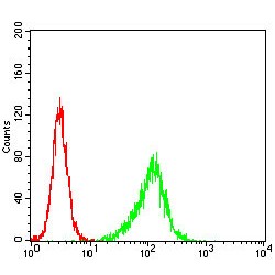 Phospholipase C Gamma 2, Phosphatidylinositol Specific (PLCG2) Antibody