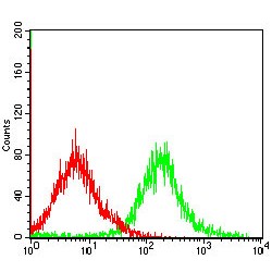 Caspase-7 (CASP-7) Antibody