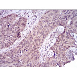 Caspase-7 (CASP-7) Antibody