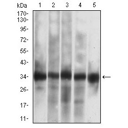 Caspase-7 (CASP-7) Antibody