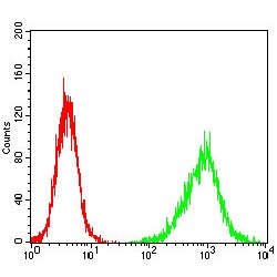 Histone H3 (HH3) Antibody