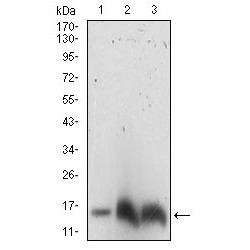 Histone H3 (HH3) Antibody