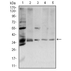 Annexin A5 (ANXA5) Antibody