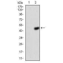 Annexin A5 (ANXA5) Antibody