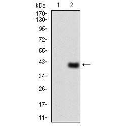 Pre-mRNA-Splicing Regulator WTAP (WTAP) Antibody