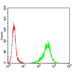 Tubulin Beta 1 (TUBB1) Antibody