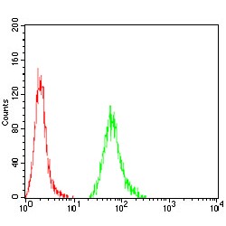 Kelch Repeat And BTB Domain-Containing Protein 8 (KBTBD8) Antibody