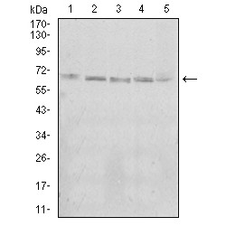 Kelch Repeat And BTB Domain-Containing Protein 8 (KBTBD8) Antibody