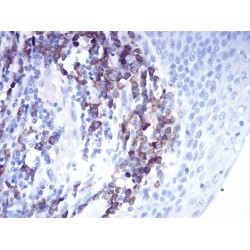 Cathepsin D (CTSD) Antibody