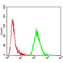 Neuroendocrine Secretory Protein 55 (GNAS) Antibody