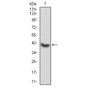 WB analysis of recombinant human GNAS (42-188 AA). Predicted MW: 42.8 kDa.