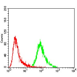 DNA Excision Repair Protein ERCC-1 (ERCC1) Antibody