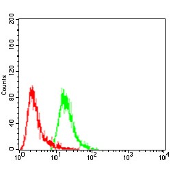 Heat Shock Protein Beta 2 (HSPB2) Antibody