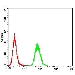 Hyaluronan Mediated Motility Receptor (HMMR) Antibody