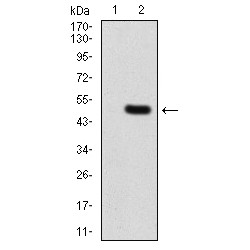 Hyaluronan Mediated Motility Receptor (HMMR) Antibody