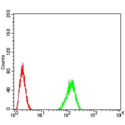 TAR DNA-Binding Protein 43 / TDP43 (TARDBP) Antibody