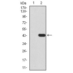 TAR DNA-Binding Protein 43 / TDP43 (TARDBP) Antibody