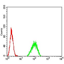 Paired Box Protein Pax-6 (PAX6) Antibody