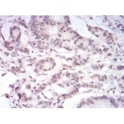 Paired Box Protein Pax-6 (PAX6) Antibody