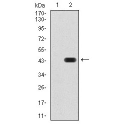 Paired Box Protein Pax-6 (PAX6) Antibody