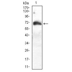 Autophagy-Related Protein 16-1 (ATG16L1) Antibody