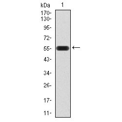 Autophagy-Related Protein 16-1 (ATG16L1) Antibody