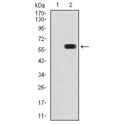 Autophagy-Related Protein 16-1 (ATG16L1) Antibody