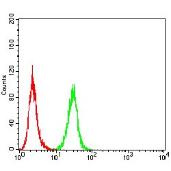 Ras-Related Protein Rab-8A (Rab8) Antibody