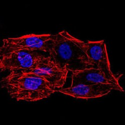 Sirtuin 6 (SIRT6) Antibody