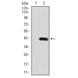 Sirtuin 6 (SIRT6) Antibody